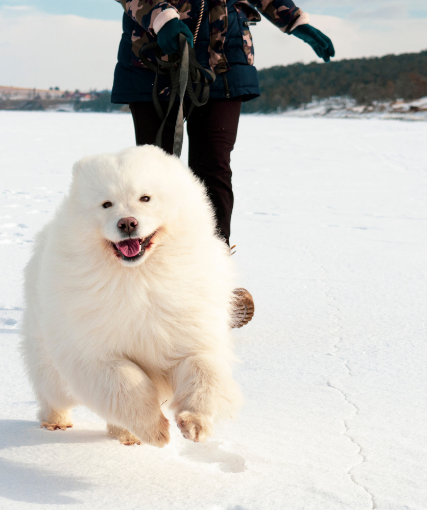 Thing To Do Pet-Friendly